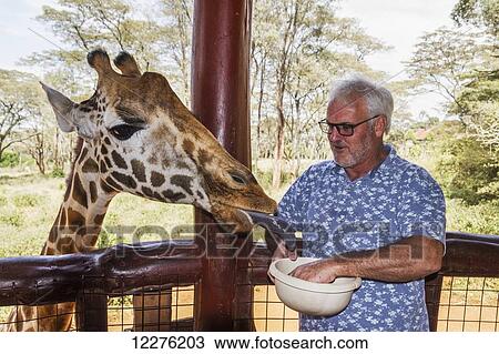 Stock Image - Tourist feeding a Rothschild's giraffe (Giraffa camelopardalis rothschildi) at the Giraffe Centre; Nairobi, Kenya. Fotosearch