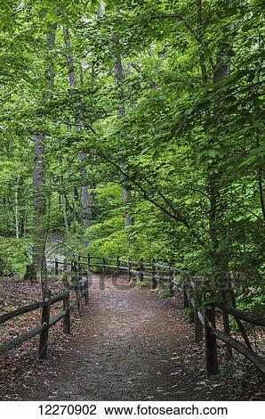 Trail in the Thain Family Forest, New York Botanical Garden; New York City, New York, United States of America View Large Photo Image Stock Image - Trail in the Thain Family Forest, New York Botanical Garden; New York City, New York, United States of America. Fotosearch