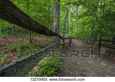Trail in the Thain Family Forest, New York Botanical Garden; New York City, New York, United States of America View Large Photo Image Stock Image - Trail in the Thain Family Forest, New York Botanical Garden; New York City, New York, United States of America. Fotosearch