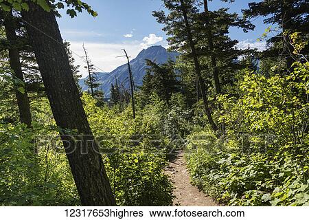 Stock Photograph - Trail leading through a forest with a view of the mountains, Waterton Lakes National Park; Alberta, Canada. Fotosearch