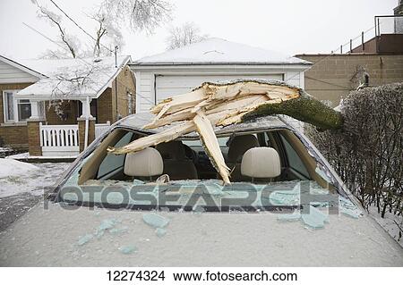 Picture - Tree branch fallen on car after ice storm in Leaside neighborhood; Toronto, Ontario, Canada. Fotosearch