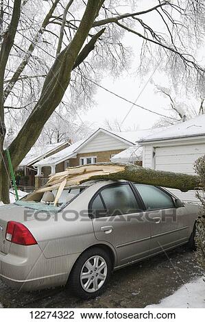 Tree branch fallen on car after ice storm in Leaside neighborhood; Toronto, Ontario, Canada View Large Photo Image Stock Image - Tree branch fallen on car after ice storm in Leaside neighborhood; Toronto, Ontario, Canada. Fotosearch