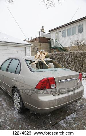 Tree branch fallen on car after ice storm in Leaside neighborhood; Toronto, Ontario, Canada View Large Photo Image Stock Image - Tree branch fallen on car after ice storm in Leaside neighborhood; Toronto, Ontario, Canada. Fotosearch
