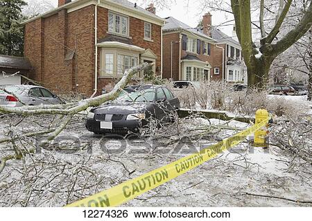 Tree branch fallen on car after ice storm in Leaside neighborhood; Toronto, Ontario, Canada View Large Photo Image Stock Photograph - Tree branch fallen on car after ice storm in Leaside neighborhood; Toronto, Ontario, Canada. Fotosearch