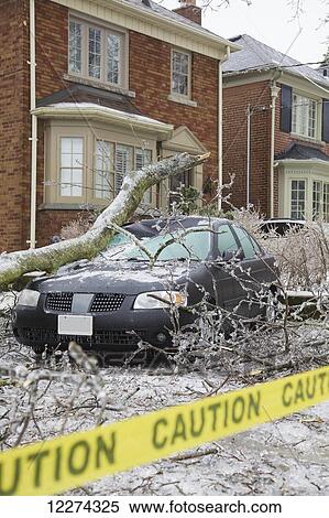 Tree branch fallen on car after ice storm in Leaside neighborhood; Toronto, Ontario, Canada View Large Photo Image Stock Photography - Tree branch fallen on car after ice storm in Leaside neighborhood; Toronto, Ontario, Canada. Fotosearch