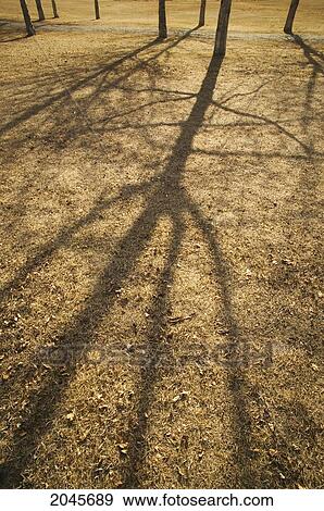 Tree Shadows And Walking Path In City Park, Cochrane, Alberta Canada. View Large Photo Image Stock Photo - Tree Shadows And Walking Path In City Park, Cochrane, Alberta Canada.. Fotosearch