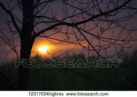 Stock Photograph - Tree silhouetted against sunset; Fulford, Quebec, Canada. Fotosearch