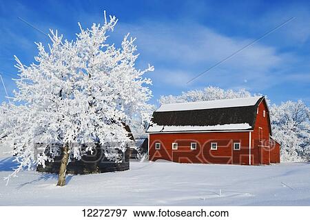 Trees and red barn covered in hoarfrost near Beausejour; Manitoba, Canada View Large Photo Image Stock Photo - Trees and red barn covered in hoarfrost near Beausejour; Manitoba, Canada. Fotosearch