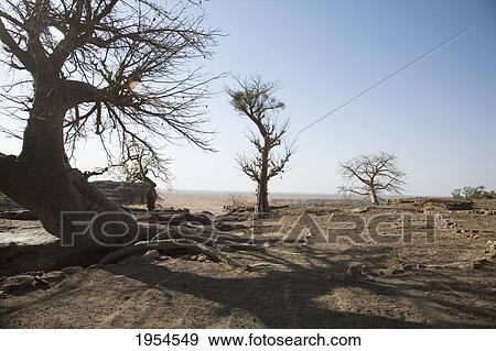 Stock Photo - Trees on the top of the Bandiagara Escarpment near Bongo, Mali. Fotosearch