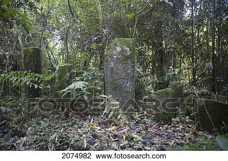 Tropical Rain Forest, Ranomafana National Park, Fianarantsoa Province, Madagascar View Large Photo Image Stock Image - Tropical Rain Forest, Ranomafana National Park, Fianarantsoa Province, Madagascar. Fotosearch