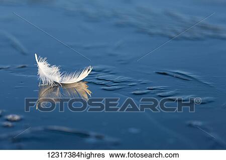 Trumpeter swan feather at Indian Creek Impoundment, a Legacy funded site for restoration of waterfowl, near Two Inlets; Minnesota, United States of America View Large Photo Image Stock Photograph - Trumpeter swan feather at Indian Creek Impoundment, a Legacy funded site for restoration of waterfowl, near Two Inlets; Minnesota, United States of America. Fotosearch