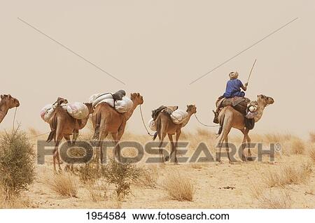 Picture - Tuareg camel caravan near Timbuktu, Mali. Fotosearch