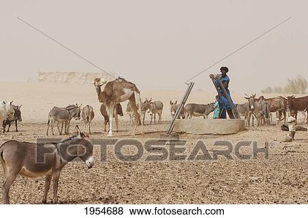 Tuareg man drawing water from a well, Nibka Mohammed, Mali View Large Photo Image Stock Photo - Tuareg man drawing water from a well, Nibka Mohammed, Mali. Fotosearch