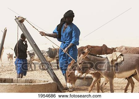 Tuareg man drawing water from a well, Nibka Mohammed, Mali View Large Photo Image Stock Photograph - Tuareg man drawing water from a well, Nibka Mohammed, Mali. Fotosearch