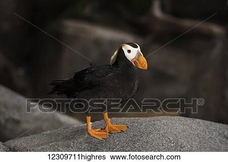 Tufted Puffin (Fratercula cirrhata), captive at the Wildlife Refuge; Seward, Alaska, United States of America View Large Photo Image Stock Photograph - Tufted Puffin (Fratercula cirrhata), captive at the Wildlife Refuge; Seward, Alaska, United States of America. Fotosearch