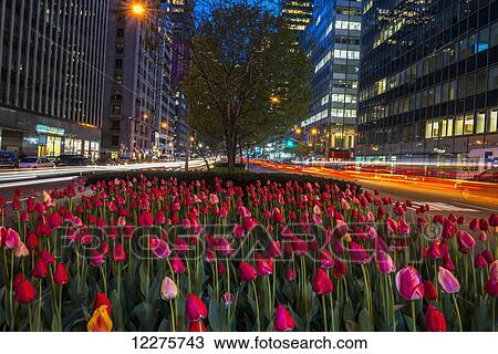 Stock Image - Tulip display on Park Avenue; New York City, New York, United States of America. Fotosearch