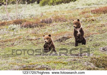 Twin cub Grizzly bears (ursus arctos horribilis) near the park road, Denali National park and preserve; Alaska, United States of America View Large Photo Image Stock Photograph - Twin cub Grizzly bears (ursus arctos horribilis) near the park road, Denali National park and preserve; Alaska, United States of America. Fotosearch