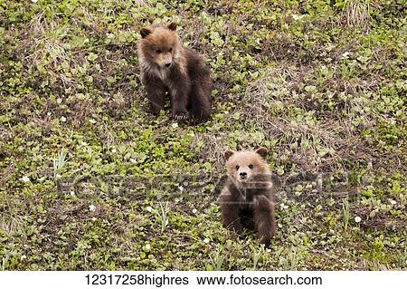 Twin cub Grizzly bears (ursus arctos horribilis) near the park road, Denali National park and preserve; Alaska, United States of America View Large Photo Image Stock Photograph - Twin cub Grizzly bears (ursus arctos horribilis) near the park road, Denali National park and preserve; Alaska, United States of America. Fotosearch