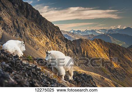 Stock Photography - Two adult billy goats are on a mountain side near Crow Creek Pass in Chugach State Park near Girdwood in South Central Alaska.. Fotosearch