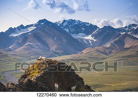 Two Adult Dall Sheep rams are sparring on a hilltop at Pollychrome Pass, Plains Of Murie, Denali National Park, Interior Alaska View Large Photo Image Stock Image - Two Adult Dall Sheep rams are sparring on a hilltop at Pollychrome Pass, Plains Of Murie, Denali National Park, Interior Alaska. Fotosearch