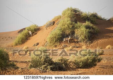 Two antelopes are trying to hide under the small sand dune with green plants at Sossusvlei region of Namib Desert; Namibia View Large Photo Image Stock Photograph - Two antelopes are trying to hide under the small sand dune with green plants at Sossusvlei region of Namib Desert; Namibia. Fotosearch