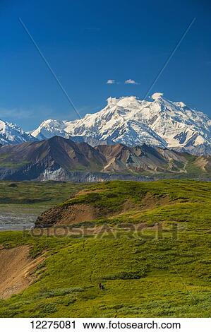 Stock Image - Two backpackers hiking on Grassy Pass in Unit 14 in Denali National Park with Mt. McKinley in the background, Interior Alaska. Fotosearch