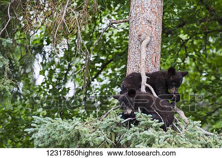 Stock Photograph - Two bear cubs in a tree in summer, Southcentral Alaska, USA. Fotosearch