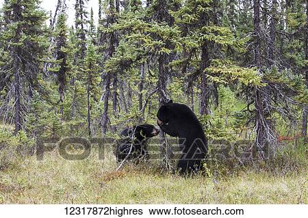 Two Black Bears in a forest in summer, Southcentral Alaska, USA View Large Photo Image Stock Photograph - Two Black Bears in a forest in summer, Southcentral Alaska, USA. Fotosearch