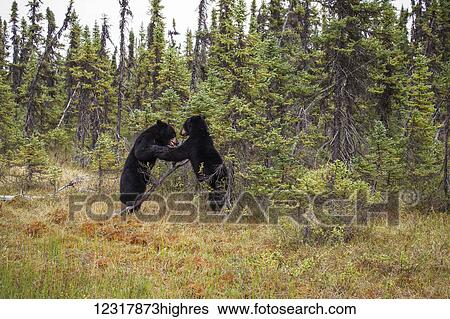 Two Black Bears in a forest in summer, Southcentral Alaska, USA View Large Photo Image Stock Photograph - Two Black Bears in a forest in summer, Southcentral Alaska, USA. Fotosearch