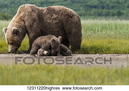 Two brown bear cubs (ursus arctos) playing on a dirt trail with the sow grazing in the grass beside them View Large Photo Image Stock Photograph - Two brown bear cubs (ursus arctos) playing on a dirt trail with the sow grazing in the grass beside them. Fotosearch