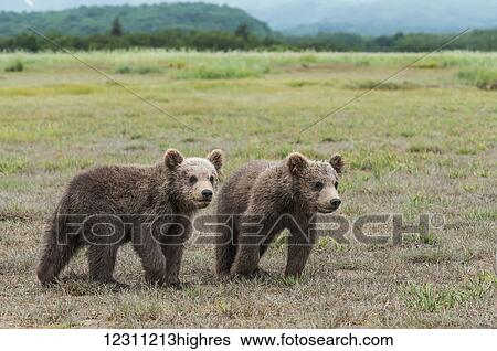 Stock Photograph - Two brown bear (ursus arctos) cubs in a grass field. Fotosearch