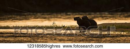 Stock Photograph - Two capybara (Hydrochoerus hydrochaeris) sitting by river at sunset; Mato Grosso do Sul, BrazilNone. Fotosearch