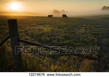 Two cows grazing in a pasture on a foggy summer morning; Iowa, United States of America View Large Photo Image Stock Photograph - Two cows grazing in a pasture on a foggy summer morning; Iowa, United States of America. Fotosearch