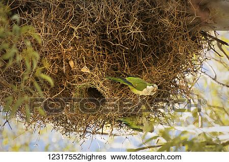 Stock Photograph - Two exotic birds, Mountain Parakeets (psilopsiagon aurifrons), at the entrance of their nest; Mendoza, Argentina. Fotosearch