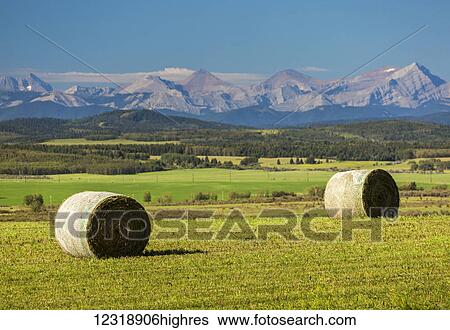 Stock Photograph - Two large round hay bales in a cut field with rolling foothills, mountain range and blue sky in the background, West of Calgary; Alberta, Canada. Fotosearch