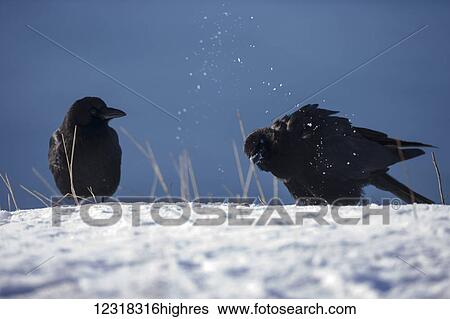 Stock Photograph - Two northwestern crows (Corvus caurinus) perched on snow in winter near Cordova and Prince William Sound; Alaska, United States of America. Fotosearch