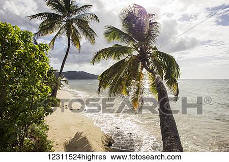 Two palm trees on the beach with sun flare; St. Croix, Virgin Islands, United States of America View Large Photo Image Stock Photograph - Two palm trees on the beach with sun flare; St. Croix, Virgin Islands, United States of America. Fotosearch