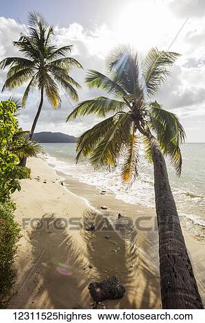 Stock Photograph - Two Palm Trees On The Beach With Sun Flare; St. Croix, US Virgin Islands. Fotosearch