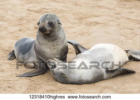 Stock Photograph - Two young funny fur seals (Arctocephalus pusillus) are playing on a sand beach at Cape Cross Seal Reserve; Namibia. Fotosearch