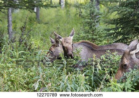Stock Photo - Two young moose and their mother grazing on foliage near Palmer, Southcentral Alaska, Summer. Fotosearch