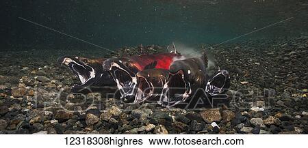 Underwater view of a coho salmon (Oncorhynchus kisutch) spawning in Power Creek near Cordova, Alaska in the autumn; Alaska, United States of America View Large Photo Image Stock Photograph - Underwater view of a coho salmon (Oncorhynchus kisutch) spawning in Power Creek near Cordova, Alaska in the autumn; Alaska, United States of America. Fotosearch