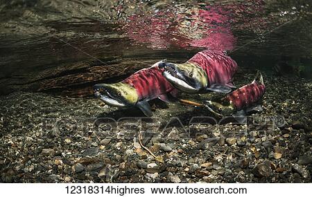 Stock Photograph - Underwater view of a competing sockeye salmon (Oncorhynchus nerka) in Power Creek near Cordova, Alaska in the summer; Alaska, United States of America. Fotosearch