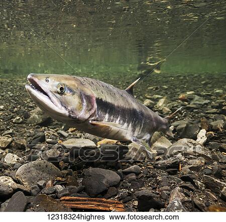 Stock Photograph - Underwater view of a female pink salmon (Oncorhynchus gorbuscha) probing with her anal fin in Hartney Creek near Cordova, Alaska in the summer; Alaska, United States of America. Fotosearch