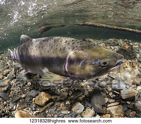 Stock Photograph - Underwater view of a female pink salmon (Oncorhynchus gorbuscha) in Power Creek near Cordova, Alaska in the summer; Alaska, United States of America. Fotosearch