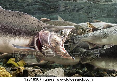 Stock Photograph - Underwater view of a gaping male pink salmon (Oncorhynchus gorbuscha) in Hartney Creek near Cordova, Alaska in the summer; Alaska, United States of America. Fotosearch
