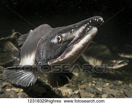 Stock Photograph - Underwater view of a male pink salmon (Oncorhynchus gorbuscha) in Hartney Creek near Cordova, Alaska in the summer; Alaska, United States of America. Fotosearch