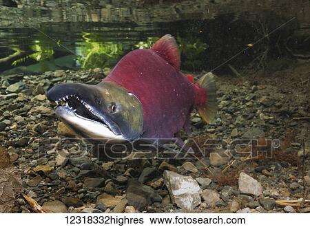 Stock Photograph - Underwater view of a male sockeye salmon (Oncorhynchus nerka) in Power Creek near Cordova, Alaska in the summer; Alaska, United States of America. Fotosearch