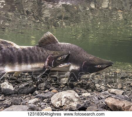 Stock Photograph - Underwater view of a pink salmon (Oncorhynchus gorbuscha) spawning pair with an aggressive sneaker male gaping in Hartney Creek near Cordova, Alaska in the summer; Alaska, United States of America. Fotosearch