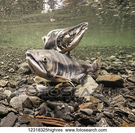 Stock Photograph - Underwater view of a pink salmon (Oncorhynchus gorbuscha) spawning pair in Hartney Creek near Cordova, Alaska in the summer; Alaska, United States of America. Fotosearch