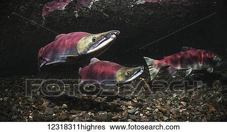 Stock Photograph - Underwater view of a sockeye salmon (Oncorhynchus nerka) spawning pair and a challenger male in Power Creek near Cordova, Alaska in the summer; Alaska, United States of America. Fotosearch
